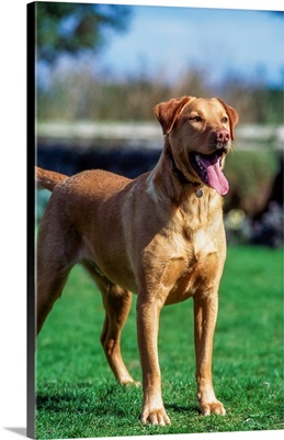 Dog, Labrador