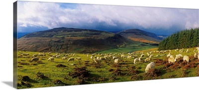 Flock Of Sheep Grazing In A Field, County Wicklow, Republic Of Ireland