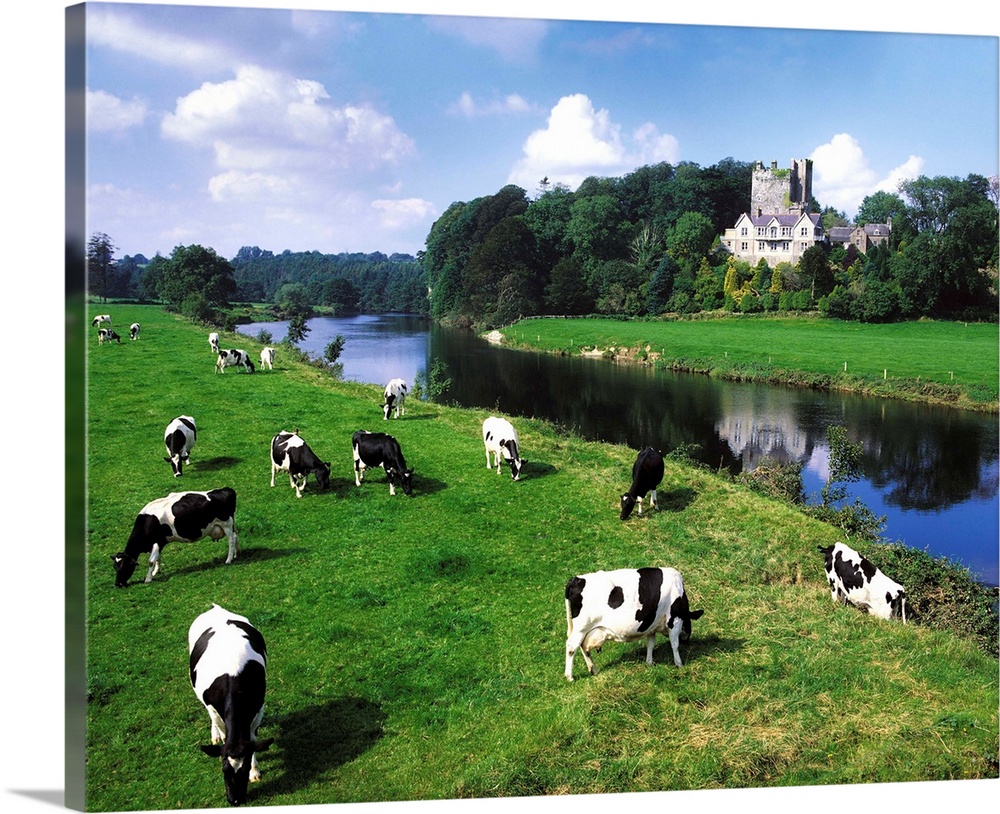 Friesian Cattle, Ballyhooley, County Cork, Ireland