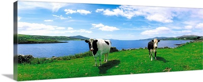 Friesian Cattle, Durrus, Sheep's Head, County Cork, Ireland