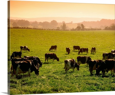 Friesian Cattle Grazing