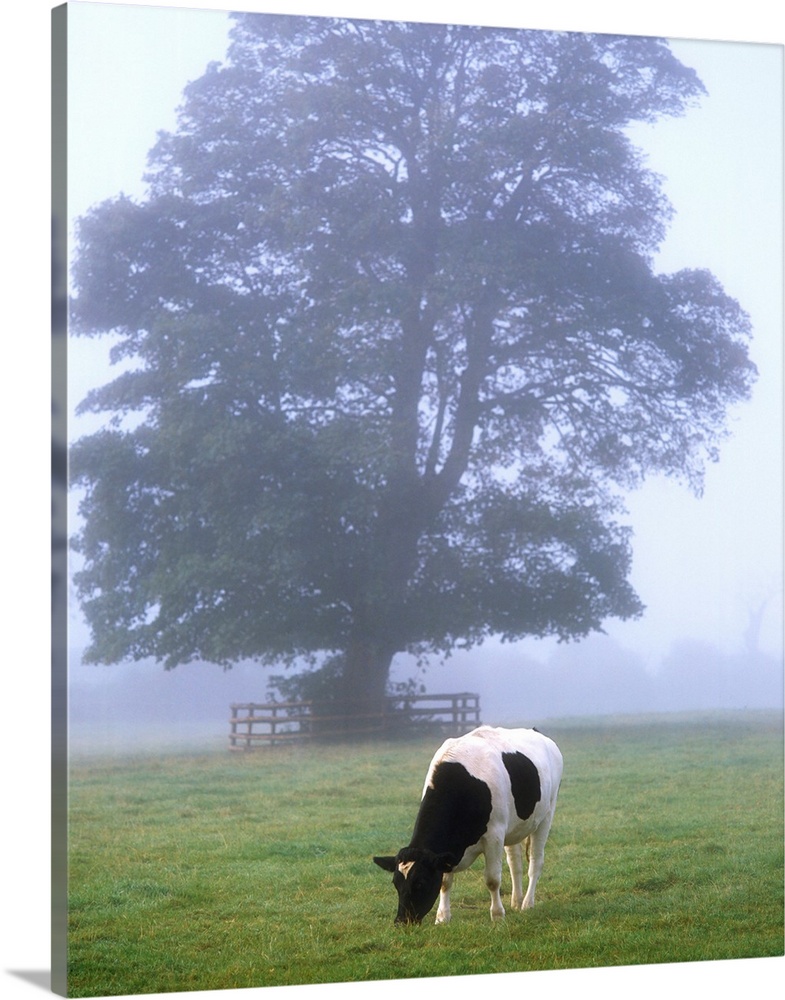 Friesian Cow, Ireland