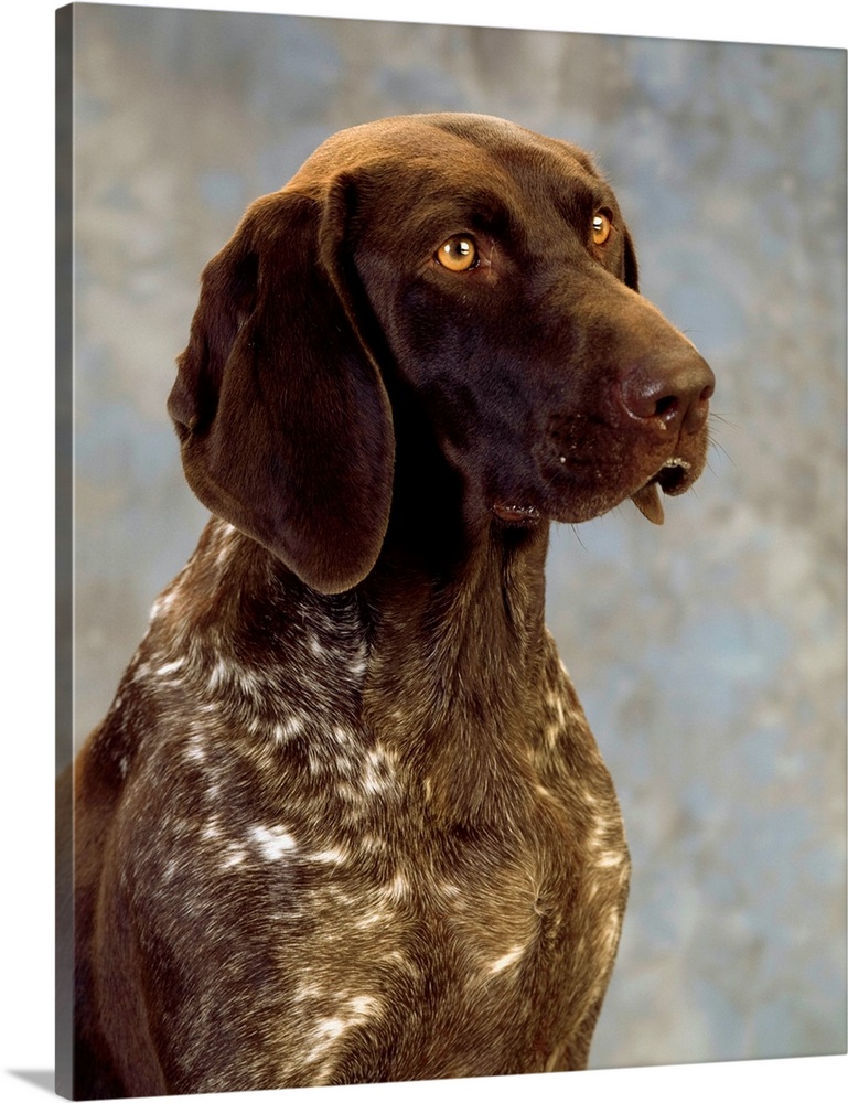 German Pointer