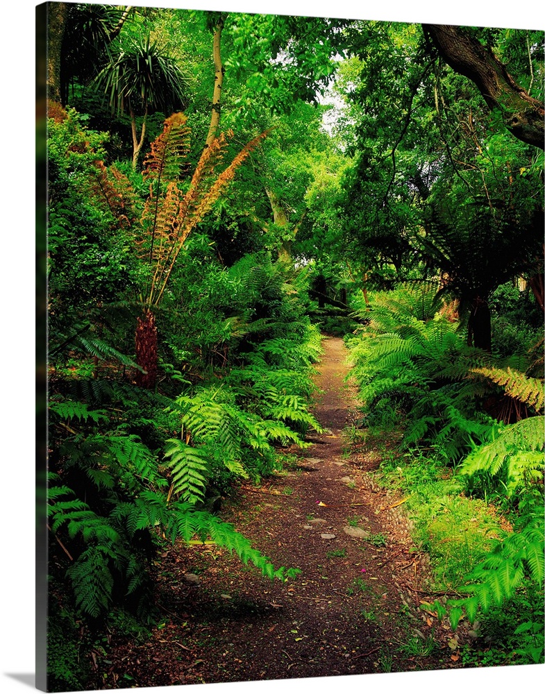 Glanleam, Co Kerry, Ireland; Pathway Lined By Tree Ferns