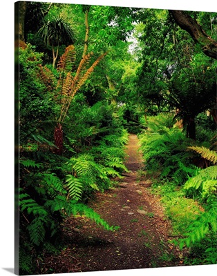 Glanleam, Co Kerry, Ireland; Pathway Lined By Tree Ferns