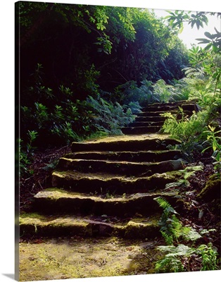 Glenveagh Castle, Co Donegal, Ireland; Moss Covered Staircase