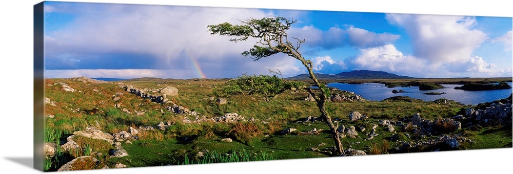 Hawthorn Tree, Rainbow, Bog Road, Near Roundstone, Co Galway, Ireland