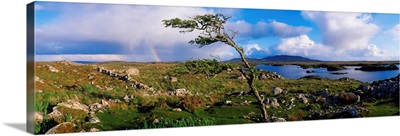 Hawthorn Tree, Rainbow, Bog Road, Near Roundstone, Co Galway, Ireland