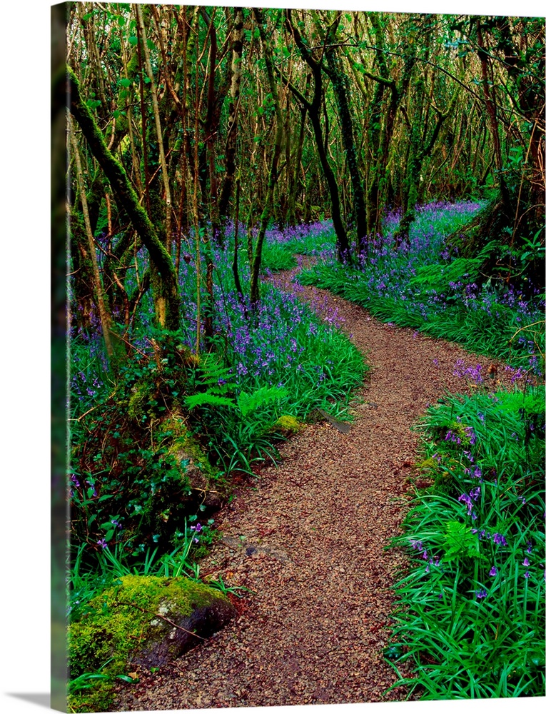 Hazel And Bluebells In Spring, Ardcarrig, County Galway, Ireland,