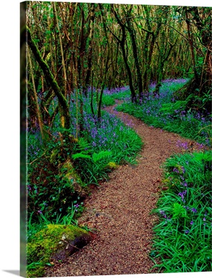 Hazel And Bluebells In Spring, Ardcarrig, County Galway, Ireland,