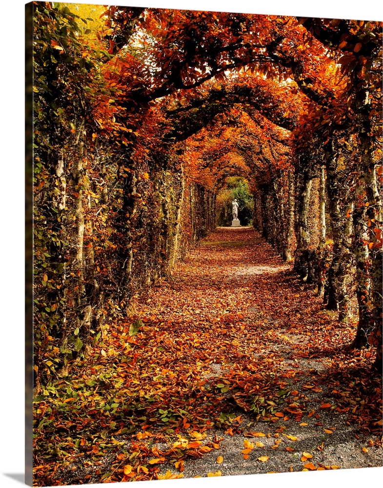 Hornbeam Alles, Birr Castle, County Offaly, Ireland