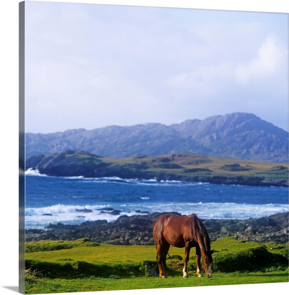 Horse Grazing In A Field, Beara Peninsula, Allihies, County Cork, Republic Of Ireland