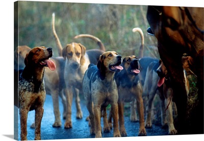 Hunting With Foxhounds, County Galway, Ireland
