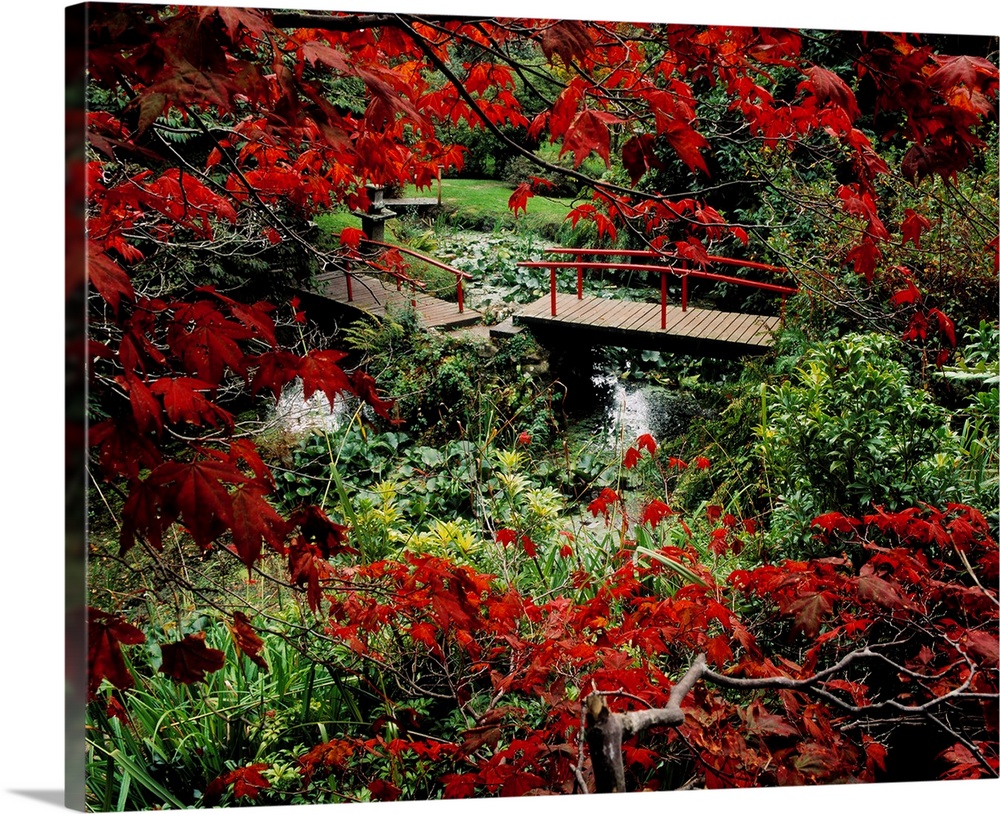 Japanese Garden, Through Acer In Autumn, Powerscourt Gardens, Co Wicklow, Ireland