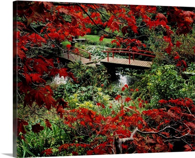 Japanese Garden, Through Acer In Autumn, Powerscourt Gardens, Co Wicklow, Ireland
