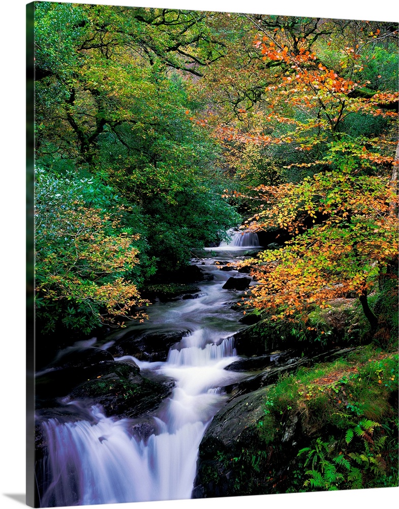 Killarney National Park, Ring Of Kerry, County Kerry, Ireland