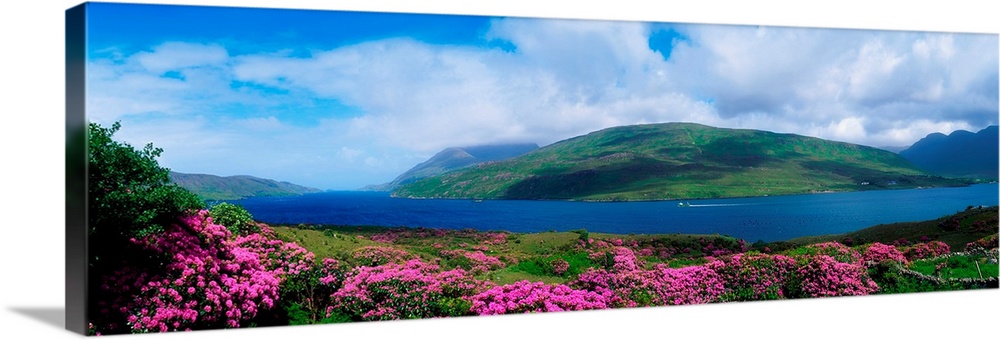 Killary Harbour With Wildflowers, County Galway, Ireland