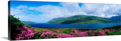 Killary Harbour With Wildflowers, County Galway, Ireland image thumbnail