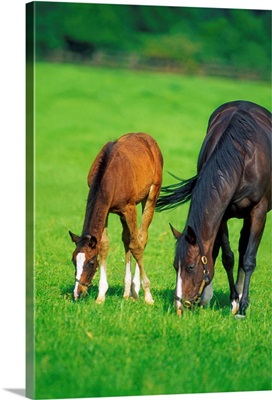 Mare And Foal Thoroughbred Horses