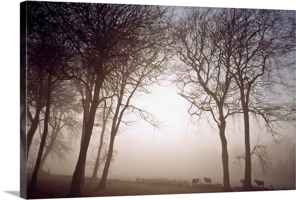 Morning Mist, County Wicklow, Ireland