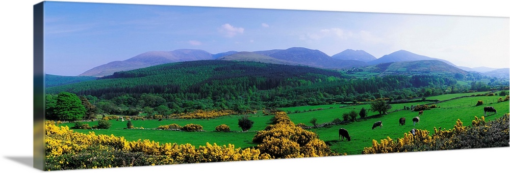 Mourne Mountains, County Down, Ireland, Grazing Animals