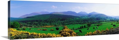 Mourne Mountains, County Down, Ireland, Grazing Animals