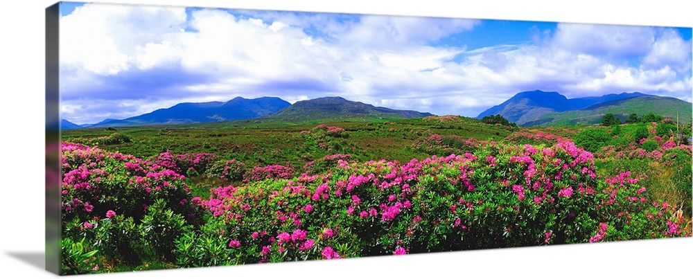 Near Killary Harbour, County Galway, Ireland