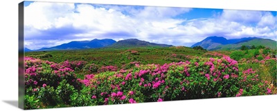 Near Killary Harbour, County Galway, Ireland