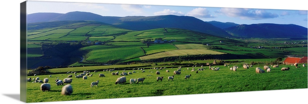 Pastoral Scene Near Anascual, Dingle Peninsula, County Kerry, Ireland