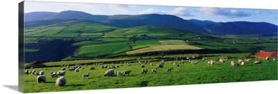 Pastoral Scene Near Anascual, Dingle Peninsula, County Kerry, Ireland