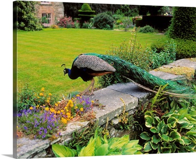 Peacock In Formal Garden, Kilmokea, Co Wexford, Ireland