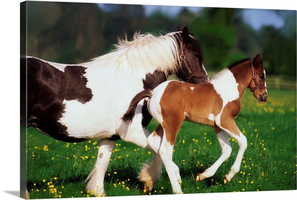 Piebald Mare And Foal