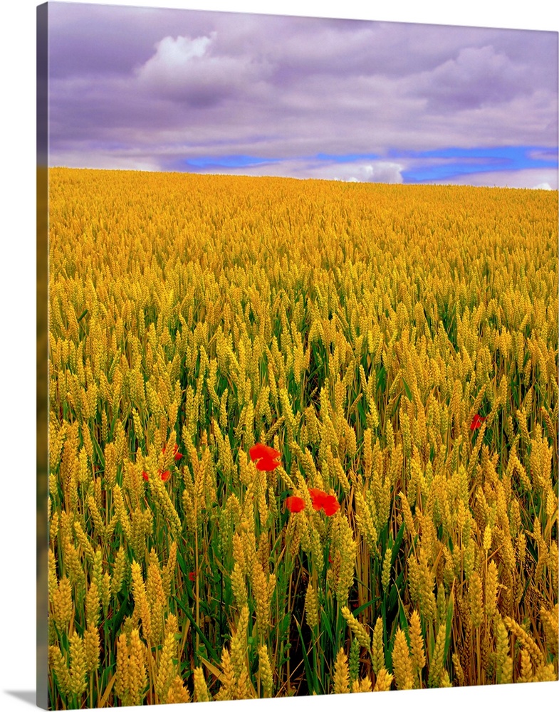 Poppies in a Wheatfield, County Waterford, Ireland