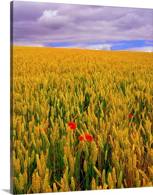 Poppies in a Wheatfield, County Waterford, Ireland
