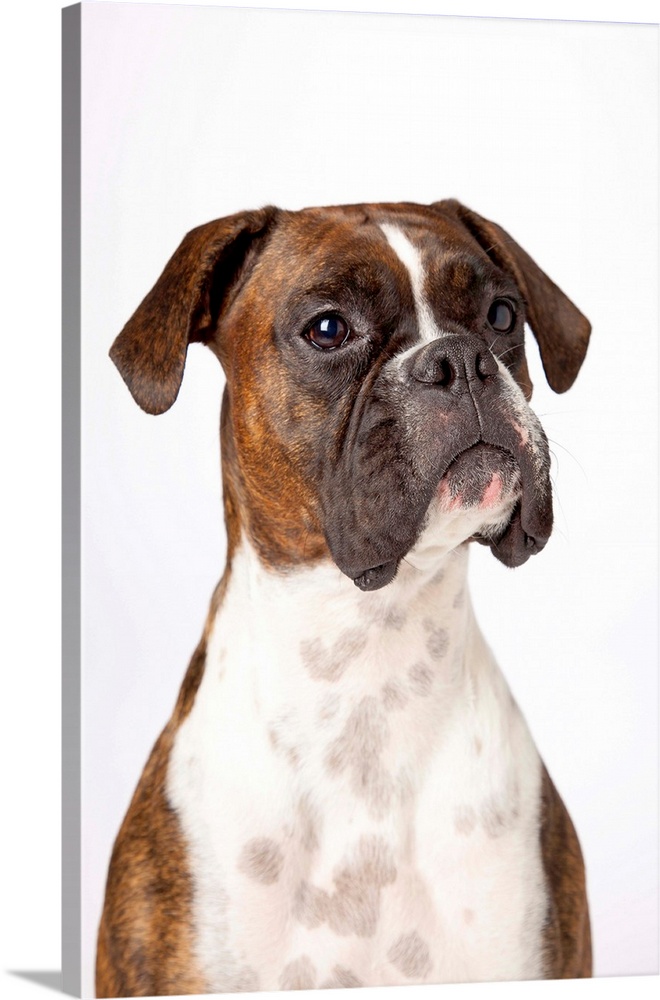 Portrait Of Boxer Dog On White Background