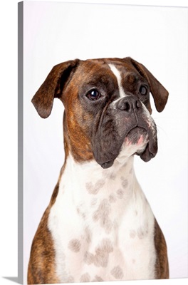 Portrait Of Boxer Dog On White Background