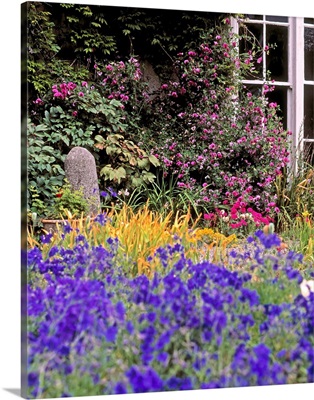 Primrose Hill, Lucan, Co Dublin, Ireland; Lobelia Flowers