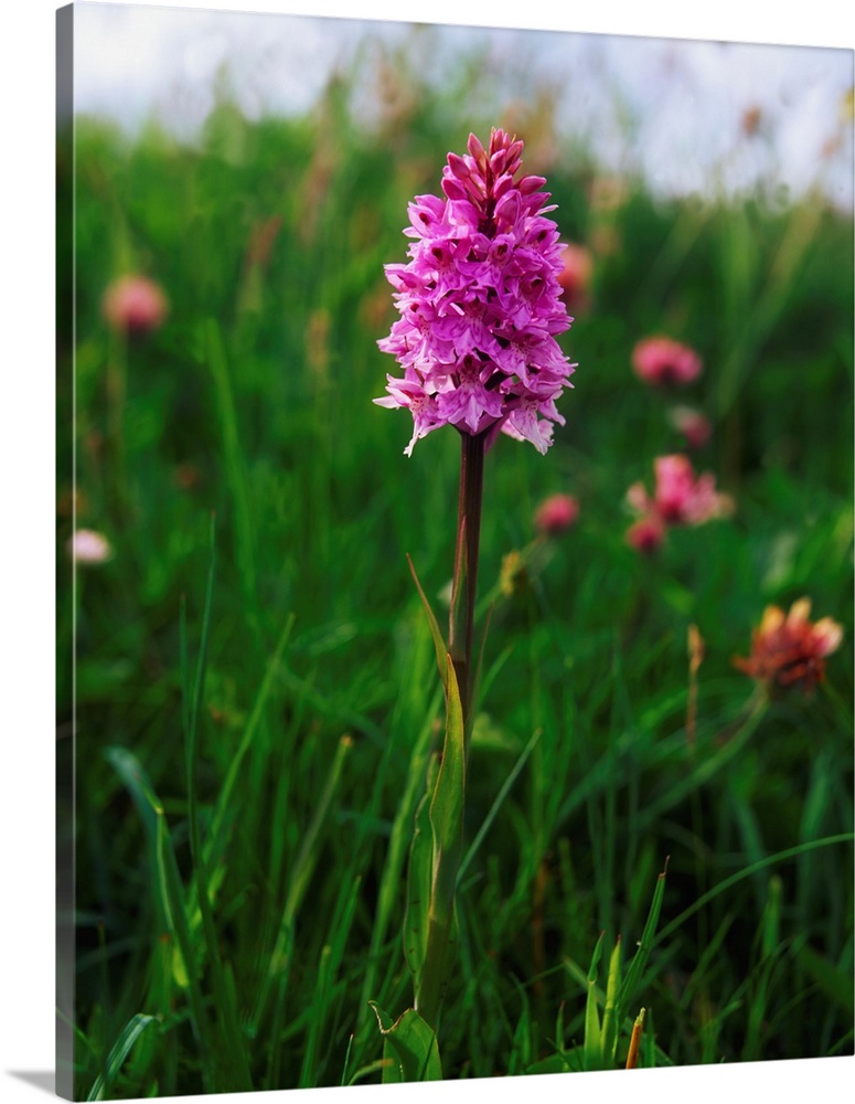 Pyramidal orchid, Mannin Bay, co Galway, Ireland.