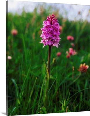 Pyramidal Orchid, Mannin Bay, Co Galway, Ireland image thumbnail