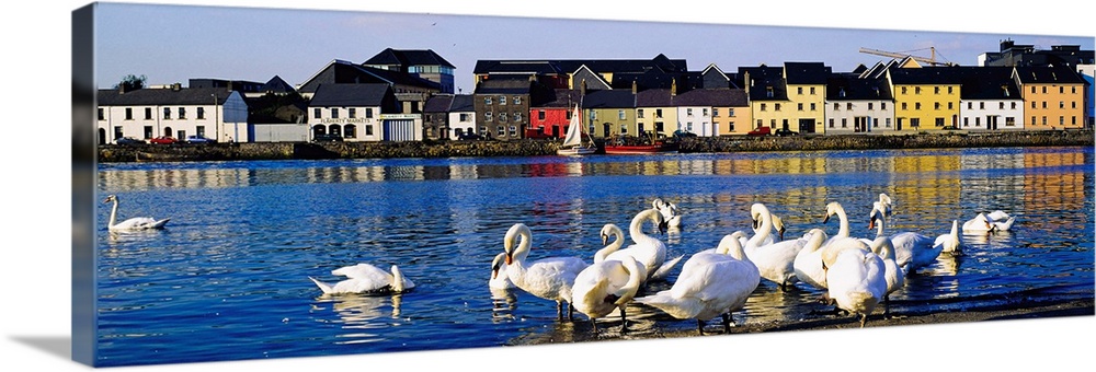 Quay With Swans, Galway City, County Galway, Ireland