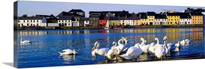 Quay With Swans, Galway City, County Galway, Ireland