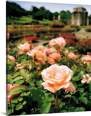 Roses in the Irish National War Memorial Gardens, Islandbridge, Ireland