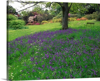 Rowallane Garden, County Down, Ireland, Wild Garden