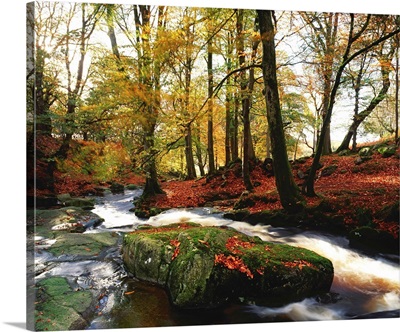 Sally Gap, County Wicklow, Ireland, Creek In Woods In Autumn