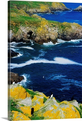 Saltee Islands, Co Wexford, Ireland