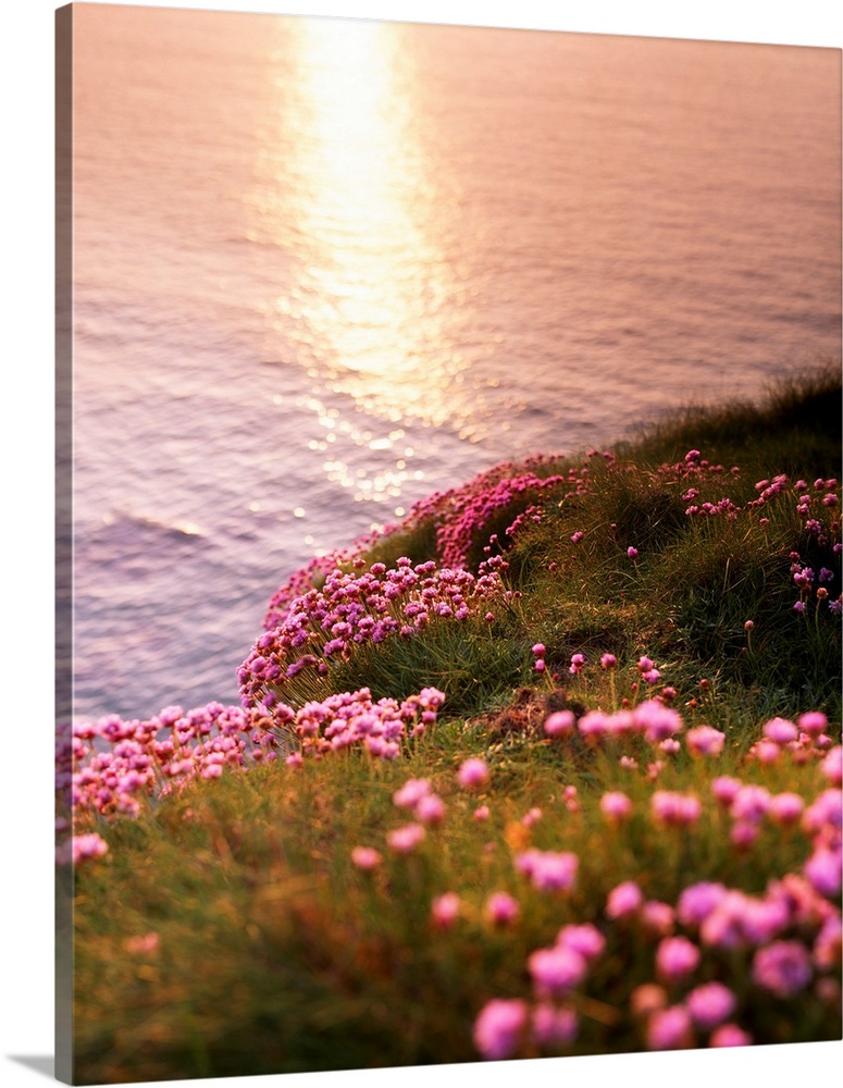 Seathrift at white rock, co Antrim, Ireland.