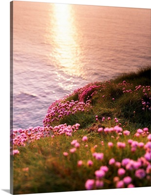 Seathrift At White Rock, Co Antrim, Ireland