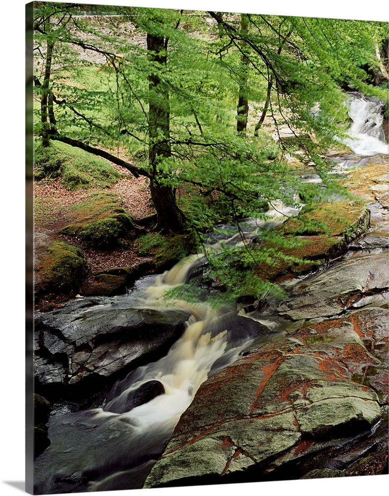Stream In The Woods, Kilbride, County Antrim, Ireland