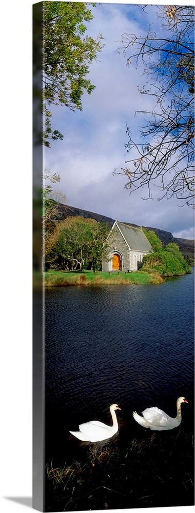 Swans near Chapel At Gougane Barra, County Cork, Ireland