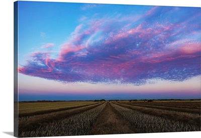 Swathed Canola Field At Sunset With Glowing Pink Clouds, Legal, Alberta, Canada